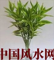 鹤壁十二生肖养什么植物最旺财运？你知道吗！